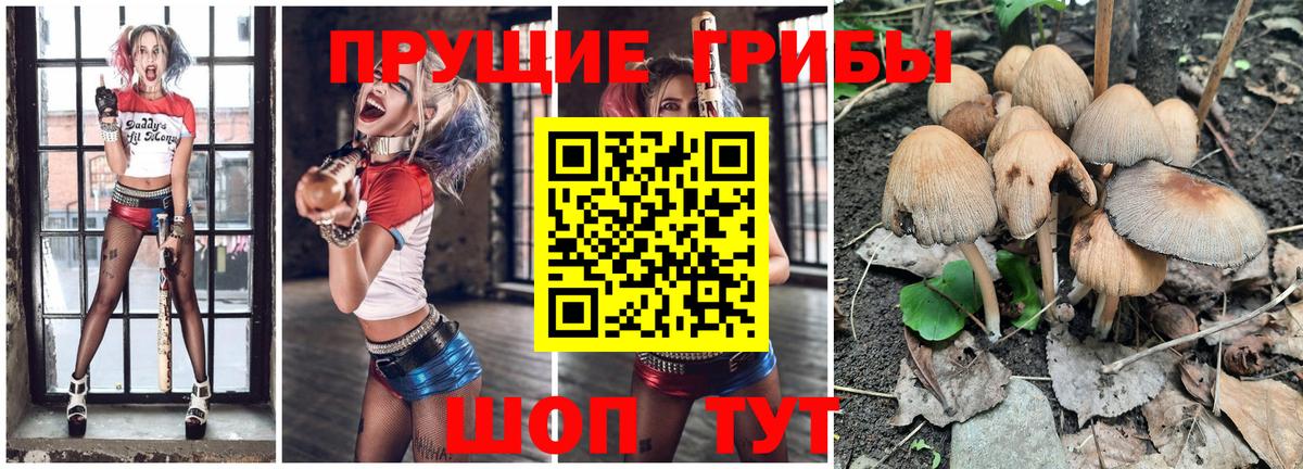 Псилоцибиновые грибы GOLDEN TEACHER Кызыл