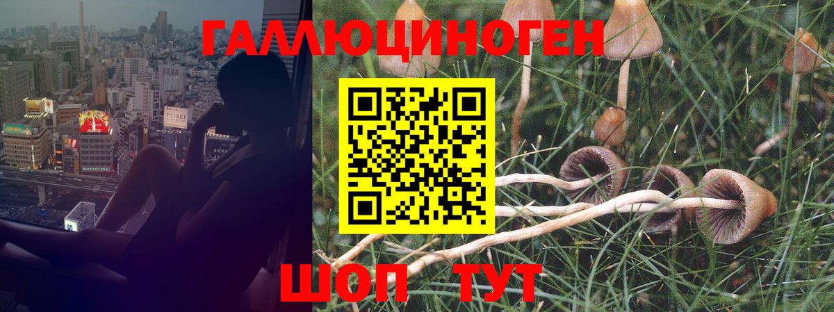 хочу   Псилоцибиновые грибы прущие грибы  Кызыл  Вход с VPN  Галлюциногенные грибы MAGIC MUSHROOMS 
